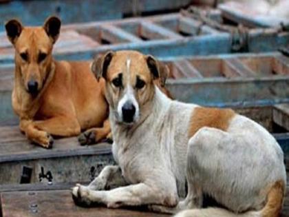 Dogs in Parner taluka: bite for twenty-five people | पारनेर तालुक्यात कुत्र्याचा धुमाकूळ : पंचवीस जणांना चावा