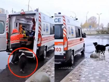 Video dog running behind ambulance to accompany owner in ambulance what happened next | Video - हृदयस्पर्शी! आजारी मालकासोबत जाण्यासाठी रुग्णवाहिकेच्या मागे धावला श्वान अन्...