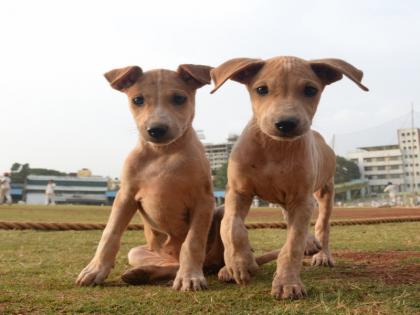 I finished his game, put him to sleep!, took the puppy's life by beating him with a stick | मी त्याचा खेळ संपवला, त्याला झोपवून आलोय!, दांड्याने मारहाण करून पिल्लाचा घेतला जीव