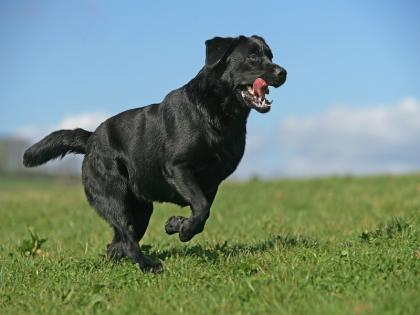 Pune | In Pune, one was axed for pelting a dog with stones | Pune | पुण्यात श्वानाला दगड मारल्याने एकावर कुऱ्हाडीने वार