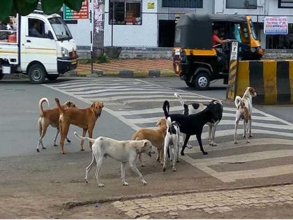 Claims that the number has decreased in Pune city, but dog bites have increased | Pune | संख्या घटल्याचा दावा, पण पुणे शहरात श्वानांचा वाढला चावा