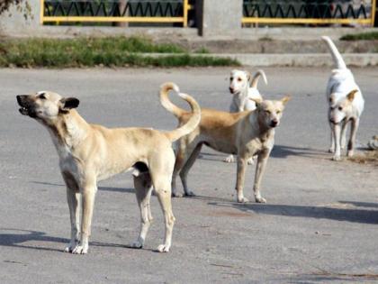 Dog bites from a dog | कुत्र्याकडून चिमुकल्याच्या डोळ्याचा चावा