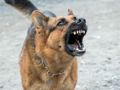 scared of dog food delivery boy jumps from 3rd floor in hyderabad | धक्कादायक! कुत्रा भुंकला, 'तो' घाबरला; फूड डिलिव्हरी बॉयने तिसऱ्या मजल्यावरून मारली उडी अन्...