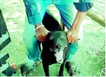 Cruelty to animals for publicity on social media; Cruel tendencies aroused in young children | सोशल मीडियावर प्रसिद्धीसाठी प्राण्यांवर अत्याचार; लहान मुलांमध्ये बळावली क्रूर प्रवृत्ती 