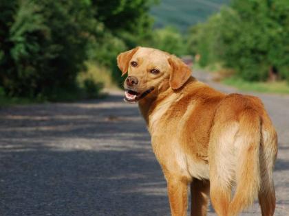 sick dog stabbed to death in head incident in pune | आजारी कुत्र्याच्या डोक्यात रॉडने प्रहार करून ठार मारले, पुण्यातील घटना