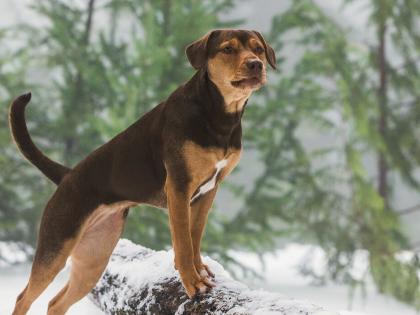 A Dog's Way Home When a stray dog comes home from a distance of 400 km | बेवारस कुत्रा ४०० किलोमीटर अंतर कापून घरी येतो तेव्हा...