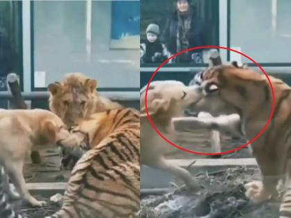 Tiger and Dog Fight : A terrible fight between a dog and a tiger; Seeing this, the lion was shocked, watch the video | Tiger and Dog Fight : कुत्रा आणि वाघाची भयंकर लढाई; पाहून सिंहाने ठोकली धूम, पाहा अनोखा Video...