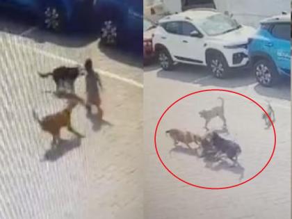 Dog Attack News Hyderabad : 4-year-old boy attacked by stray dogs, dies of stomach tearing | Dog Attack News : धक्कादायक! 4 वर्षीय चिमुकल्यावर भटक्या कुत्र्यांचा हल्ला, पोट फाडल्यामुळे मृत्यू