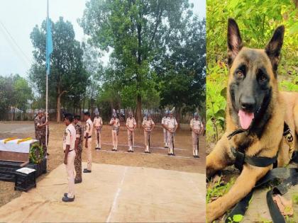 K9 Rolo martyred in bee attack during campaign, cremated with state honours | मोहिमेदरम्यान मधमाशांचा हल्ल्यात K9 रोलो शहीद, शासकीय इतमामात अंत्यसंस्कार... K9 Rolo martyred in bee attack during campaign, cremated with state honours | मोहिमेदरम्यान मधमाशांचा हल्ल्यात K9 रोलो शहीद, शासकीय इतमामात अंत्यसंस्कार...