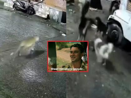 Dogesh gang chases leopard, mistaking it for a cat; runs away after knowing the truth, watch funny video | मांजर समजून बिबट्याच्या मागे लागली डॉगेश गँग; सत्य समजताच झाली पळताभुई, पाहा मजेशीर video Dogesh gang chases leopard, mistaking it for a cat; runs away after knowing the truth, watch funny video | मांजर समजून बिबट्याच्या मागे लागली डॉगेश गँग; सत्य समजताच झाली पळताभुई, पाहा मजेशीर video