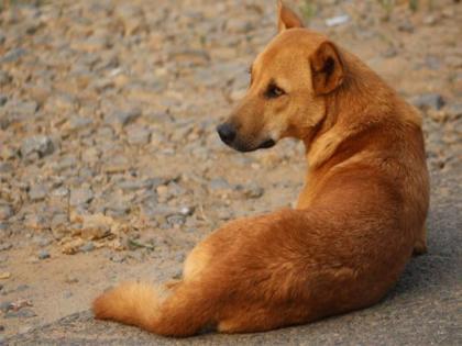 Hyderabad News: Street Dog raped in Hyderabad, incident captured in CCTV | Hyderabad News: नराधमाचा कुत्र्यावर बलात्कार, हैदराबादमध्ये घडली माणुसकीला काळीमा फासणारी घटना