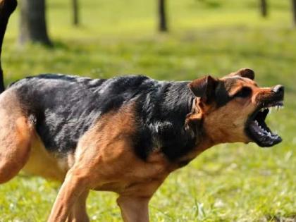 dog attack old woman in aurangabad, case against owner | मॉर्निंग वॉकला कुत्रा सोबत नेणे पडले महागात; वृद्ध महिला कोसळली, मालकावर गुन्हा