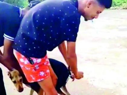 Firecrackers tied to Mokat dog's tail; The video went viral on social media | मोकाट कुत्र्याच्या शेपटीला बांधले फटाके; व्हिडिओ सोशल मीडियावर व्हायरल