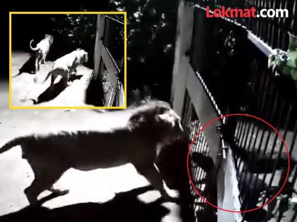 Two dogs fight with two Lions in Savarkundla village of Amreli District in Gujarat | अबब..! चक्क सिंहाला भिडले दोन पाळीव कुत्रे; मोठ्या धाडसाने केले गाईंचे रक्षण, पाहा video