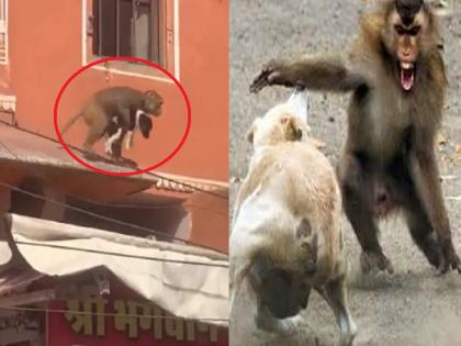 VIDEO: Monkey kidnaps puppy; netizens said - What did you ask for in ransom..? | VIDEO: माकडाने केले कुत्र्याच्या पिलाचे अपहरण; नेटकरी म्हणाले- खंडणीत काय मागितले..?