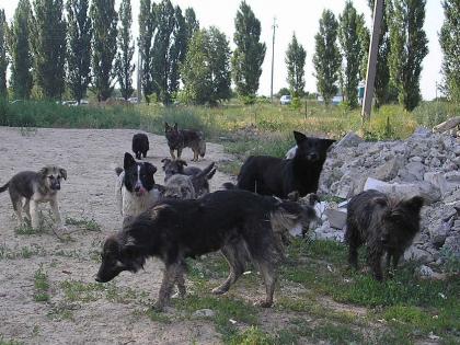 Number of stray dogs not decreasing | भटक्या कुत्र्यांची संख्या घटता घटेना !