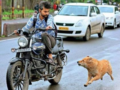 running dogs behind scares the bike riders tips to avoid this | बाईक चालवताना कुत्रे मागे लागतात..? 'हा' उपाय करा; ढुंकूनही बघणार नाहीत