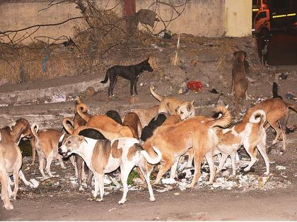 In aurangabad, keep the free communication of dogs, not the citizens ... | एक तर शहरात कुत्र्यांचा मुक्त संचार ठेवा, नाही तर नागरिकांचा...