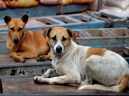 New coronavirus found and it jumped from dogs to people | CoronaVirus News: धोका वाढला! कुत्र्यांमधूनही माणसांपर्यंत पोहोचतोय कोरोना विषाणू; नव्या माहितीनं खळबळ