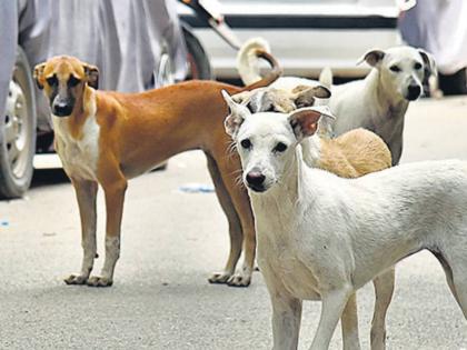 Vaccination of 14 thousand 191 stray animals under 'Rabies Free Mumbai' campaign | 'रेबिजमुक्त मुंबई' मोहीम अंतर्गत  १४ हजार १९१ भटक्या प्राण्यांचे लसीकरण