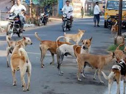 Wandring cattle, dogs, pigs in Akola City; The corporation in sleeps | अकोला शहरात मोकाट गुरेढोरे, कुत्रे, डुकरांचा उच्छाद; मनपा झोपेत