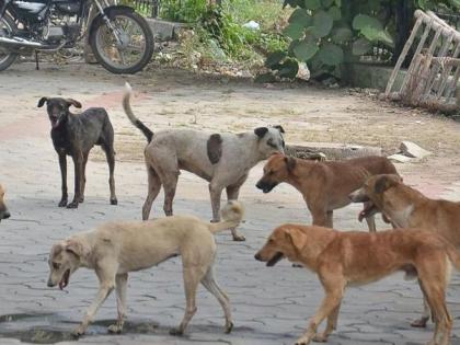 Stop the undeclared road from Mokat cattle in Bhadgaon | भडगावात मोकाट गुरांकडून अघोषित रास्ता रोको