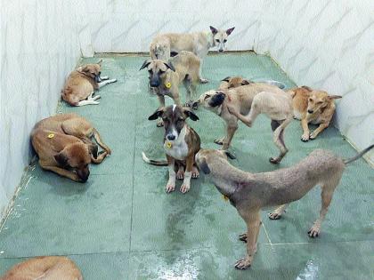 Dog sterilization begins in Panvel | श्वान निर्बीजीकरणाला पनवेलमध्ये सुरुवात