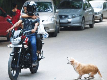 The street dogs Attack on 52 thousand people in two and a half years 10 people died  | कुत्री मोकाटच; अडीच वर्षात ५२ हजार लोकांवर हल्ला! १० जणांचा मृत्यू 