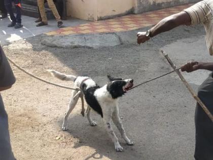 Painful treatment for catching dogs in Akola | भूतदयेचा विसर...अकोल्यात भटक्या कुत्र्यांचा 'अघोरी' बंदोबस्त