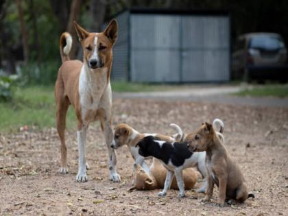 Shameful incident! Puppies were burned and their mothers poisoned | लाजिरवाणी घटना! कुत्र्यांच्या लहान पिलांना जाळून तर त्यांच्या आईला विष देऊन मारले