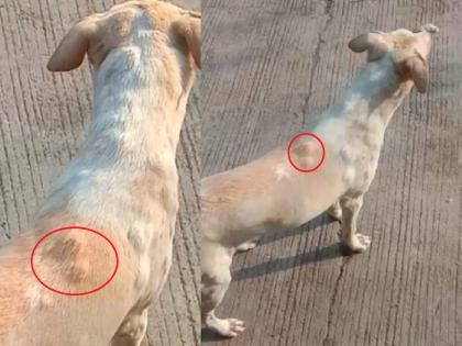 Lumpy Skin Disease: After cows, now dogs are infected with Lumpy Skin Disease? Fear among citizens after the video went viral | Lumpy Skin Disease: गायींनंतर आता कुत्र्यांना लंपी व्हायरसची लागण? व्हिडीओ व्हायरल झाल्यानंतर नागरिकांमध्ये भीती