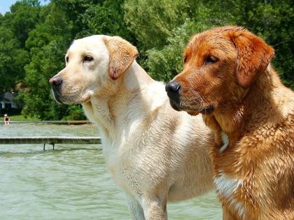 Anocovax Vaccine: Agriculture minister Narendra Singh Tomar launched Indias first corona virus vaccine for animals | Corona Vaccine for Animals: प्राण्यांसाठी 'स्वदेशी' व्हॅक्सीन लॉन्च, कोरोनाच्या डेल्टा आणि ओमिक्रॉन व्हेरिएंटवर प्रभावी