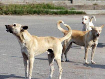 A coil of QR code around the neck of a vaccinated dog | लसीकरण झालेल्या श्वानाच्या गळ्यात क्यूआर कोडची कुंडली, विमानतळ अधिकाऱ्यांचा पुढाकार