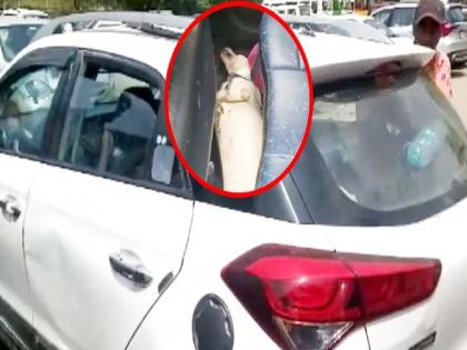 Agra, family went to see Taj Mahal and kept dog in car, heat took that innocent dog's life | पाळीव कुत्र्याला गाडीत ठेवून ताजमहाल पाहायला गेले, गर्मीने घेतला निष्पाप श्वानाचा जीव