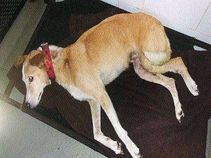 Pallets of air guns in X-rays of dog; he death after treatment | श्वानाच्या एक्सरेमध्ये एअर गनच्या पॅलेट्स; उपचाराअंती श्वानाचा मृत्यू