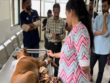 In Akola, a dog's eyes were broken because it was barking in front of the house, a case was registered against four | क्रुरतेचा कळस..! घरासमाेर भुंकताे म्हणून श्वानाचे डाेळे फाेडले; चौघांविरोधात गुन्हा दाखल