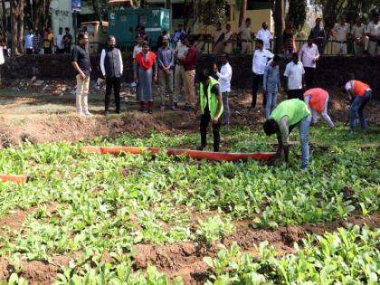 Vegetable nests on seawater crumble; Expeditionary Awareness Campaign with Naresh Mhaske | सांडपाण्यावरील भाजीचे मळे उखडले; नरेश म्हस्के यांचेसमवेत सहाय्यक आयुकतांची धडक मोहिम