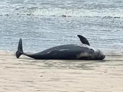 Dead dolphin found on Ganapatipule beach | Ratnagiri: गणपतीपुळे समुद्रकिनाऱ्यावर आढळला मृत डॉल्फिन Dead dolphin found on Ganapatipule beach | Ratnagiri: गणपतीपुळे समुद्रकिनाऱ्यावर आढळला मृत डॉल्फिन