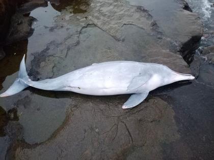 Dolphin found dead on Harnai beach Ratnagiri samples to be sent to laboratory | Ratnagiri: हर्णै समुद्रकिनारी आढळला मृतावस्थेत डॉल्फिन, नमुने प्रयोगशाळेत पाठविणार Dolphin found dead on Harnai beach Ratnagiri samples to be sent to laboratory | Ratnagiri: हर्णै समुद्रकिनारी आढळला मृतावस्थेत डॉल्फिन, नमुने प्रयोगशाळेत पाठविणार