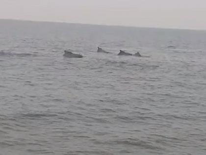 Tourists spotted dolphins in Murud sea in Ratnagiri district | मुरुड समुद्रात 'डॉल्फिन'चे दर्शन, डॉल्फिन दर्शनामुळे पर्यटक सुखावले 