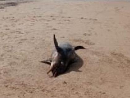 Dolphin found dead on Devgad Mithumbari beach | देवगड-मिठमुंबरी समुद्र किनाऱ्यावर मृतावस्थेत आढळला डॉल्फिन