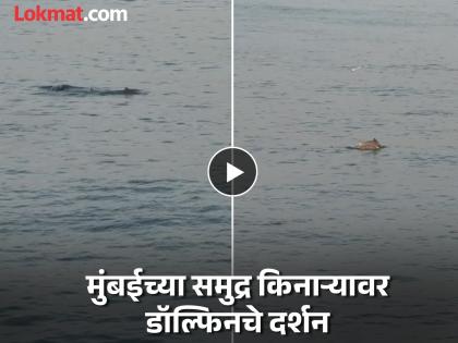 Dolphin in Mumbai: मुंबईकरांना सुखद धक्का! वरळी सी फेसच्या समुद्रकिनाऱ्यावर डॉल्फिनची मस्ती, व्हिडीओ व्हायरल - Marathi News | Dolphin in Mumbai: Mumbaikars get a glimpse of dolphins! Dolphins having fun on the beach of Worli Sea Face, video goes viral | Latest social-viral News at Lokmat.com