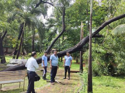 Tree fell in MIDC residential area | एमआयडीसी निवासी भागात झाड कोसळले; याआधीही अनेक झाडे उन्मळून पडली