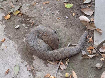 mongoose injured in vehicle collision life was saved due to the promptness of the residents | वाहनाच्या धडकेत मुंगूस जखमी; रहिवाशांच्या तत्परतेमुळे मिळाले जीवदान