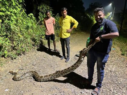 Gave life to the giant python, | महाकाय अजगराला दिले जीवदान; जंगलात सोडले