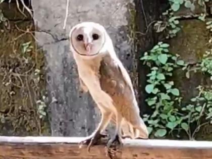 Dombivli: A rare white owl sighting occurred in Dombivli | Dombivli: डोंबिवलीत घडले दुर्मिळ पांढर्‍या घुबडाचे दर्शन