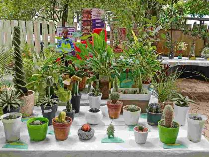 210 trees of 27 garden lovers of Environment Vigilance Board have been creatively arranged and exhibited in Dombivli | पर्यावरण दक्षता मंडळाच्या २७ बागप्रेमींच्या २१० झाडांची डोंबिवलीत कल्पक मांडणी, प्रदर्शन