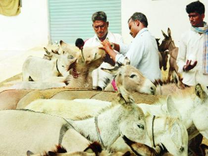 Vaccination of 300 donkeys; Dharma Danki Sanctuary has been organizing for 17 years | ३०० गाढवांचे लसीकरण; धर्मा डाँकी सॅच्युअरी संस्थेचा १७ वर्षांपासून उपक्रम