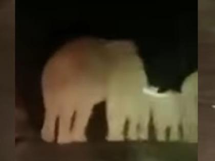 Herds of wild elephants on Dodamarg Belgaum Kolhapur main road, vehicle owners tremble | दोडामार्ग-बेळगाव-कोल्हापूर मुख्य रस्त्यावर जंगली हत्तींचा कळप, वाहन धारकांचा उडाला थरकाप