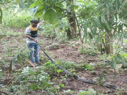 Kingcobra snake capture video; Suspect arrested in Dodamarg | किंगकोब्रा साप पकडून केला व्हिडिओ; संशयिताला अटक